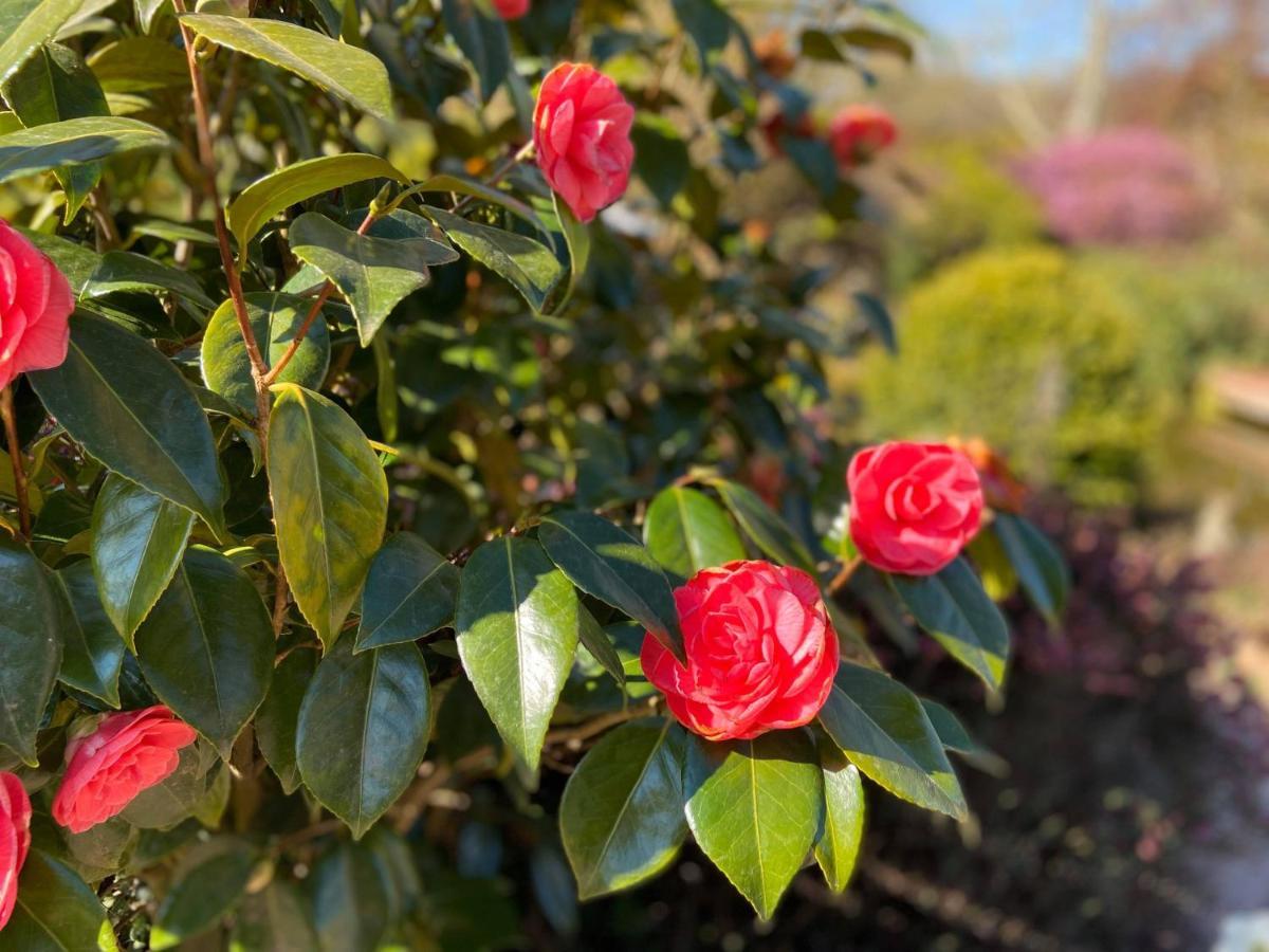 Gite "Cote Jardin" Vannecrocq Eksteriør billede