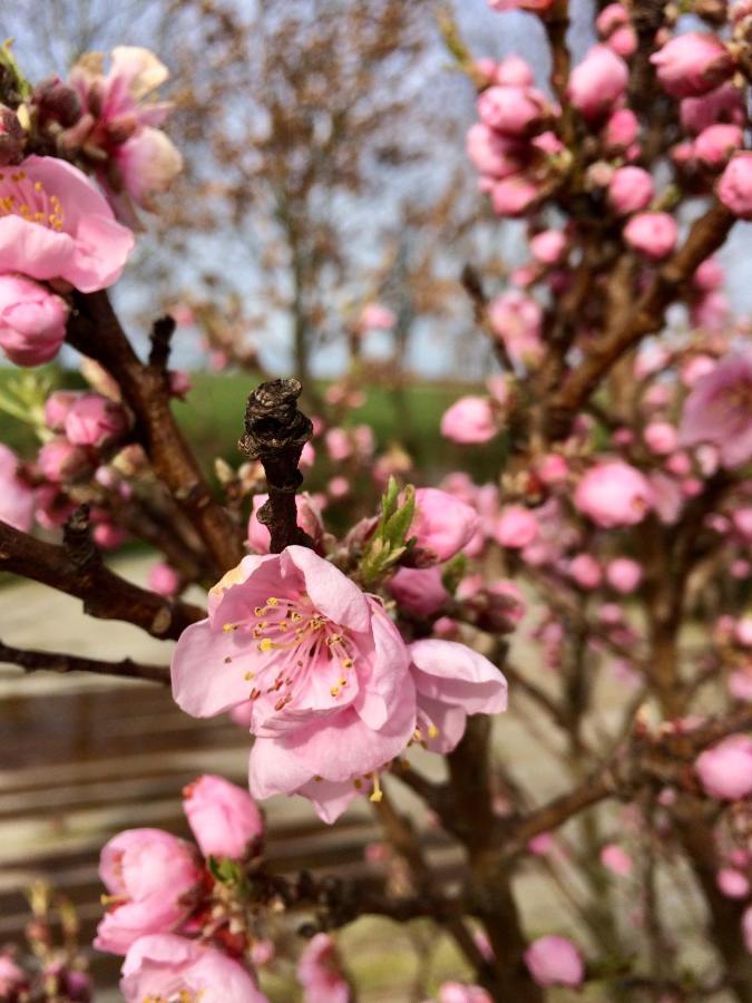 Gite "Cote Jardin" Vannecrocq Eksteriør billede